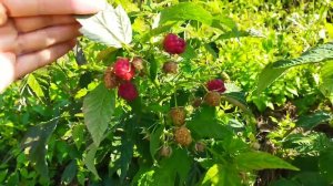 Обзор состояния ремонтантных сортов малины, кто созрел, а кто ещё цветет в Витебской области