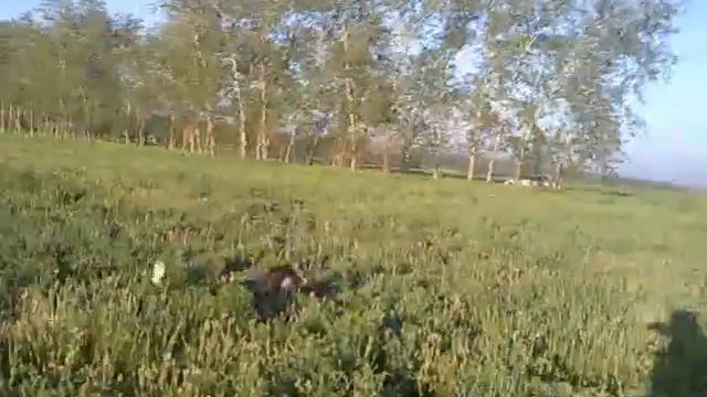 Курцхаар Юта смотреть онлайн