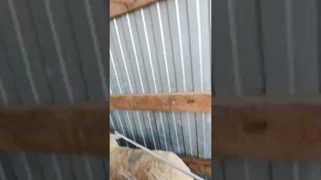 Обработка от клещей, так как их в этом году очень много смотреть онлайн