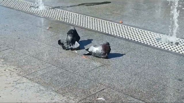 У голубей водные процедуры