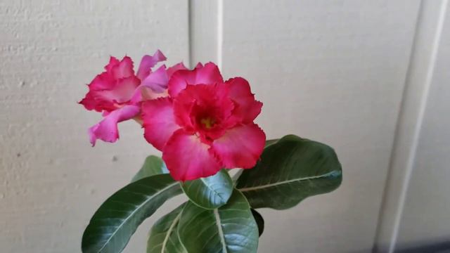 Adenium Obesum. Seed grown from my hand pollination. смотреть онлайн
