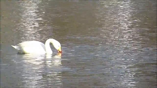 ЛЕБЕДИ смотреть онлайн