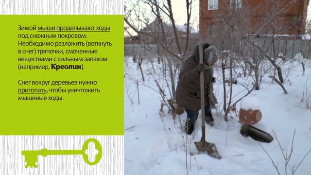 Важные работы в саду в феврале смотреть онлайн