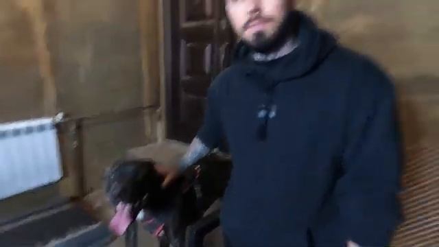 ЛУЧШАЯ ТРЕНИРОВКА ПИТБУЛЯ - НА СКОРОСТЬ / ЛОВКОСТЬ / РАСТЯЖКУ смотреть онлайн