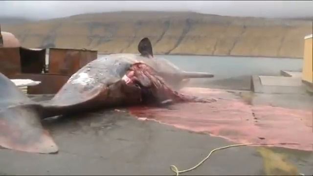 Взрыв Кашалота.. смотреть онлайн