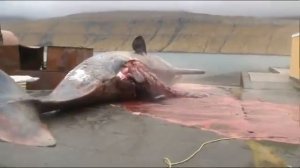 Взрыв Кашалота..