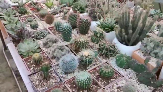 Nursery visit at Soureni, Mirik, Darjeeling смотреть онлайн