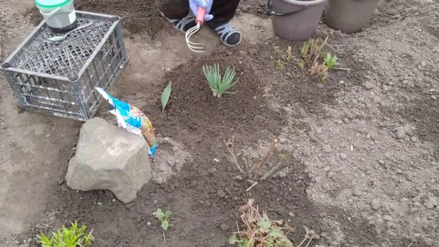 ЭРЕМУРУС ( ШИРЯШ ) ОБРАБОТКА И ПОДКОРМКА ВЕСНОЙ !