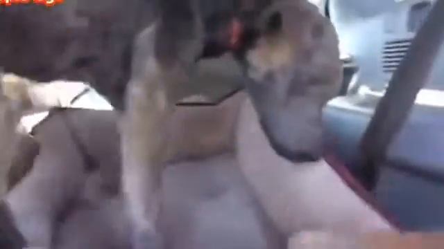 Девушка спасла бедную собаку от гибели,собака плачет!! смотреть онлайн