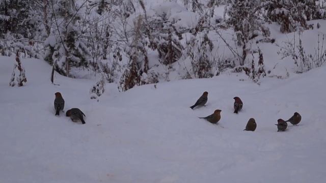 Снегири зимой. смотреть онлайн