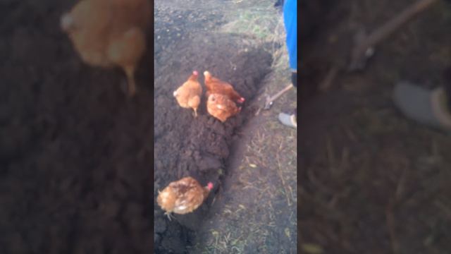 Как курицы копать помогают смотреть онлайн