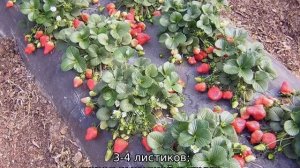 Земляника Руяна — описание сорта