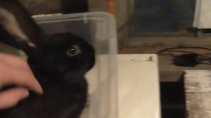 Забой кроликов. Часть 2. Для тех кто сомневался.