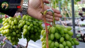 Осыпание и увядание ягод винограда, что делать?