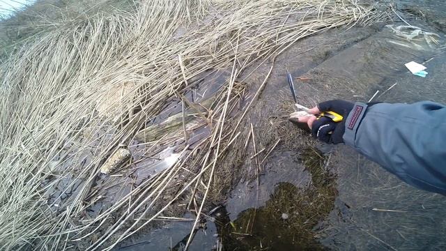 Нашли свою рыбку! Рыбалка в Красногорске! смотреть онлайн