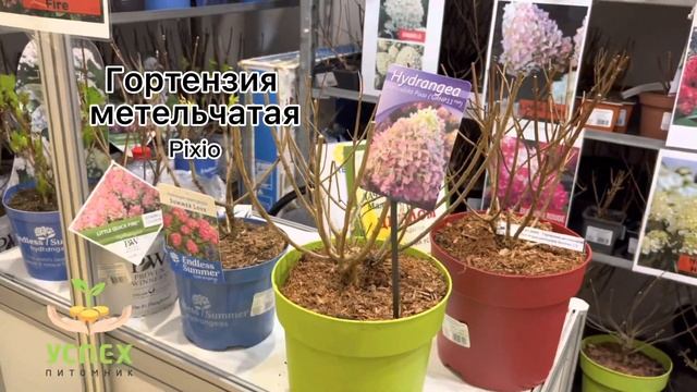 СУПЕР МЕГА ХИТ В МИРЕ ГОРТЕНЗИЙ-НОВИНКИ 2023 ГОДА.ГОРТЕНЗИИ МЕТЕЛЬЧАТЫЕ BONFIRE и PIXIO смотреть онлайн