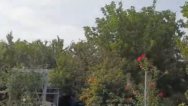 ласточки летают над участком смотреть онлайн