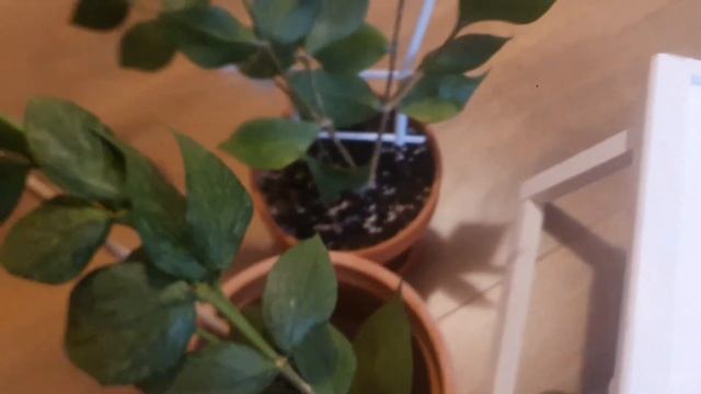 Hoya Polyneura Vs.Hoya Polyneura Broget And Hoya Macrophylla Vs.Hoya Macrophylla Variegated,Enjoy ?