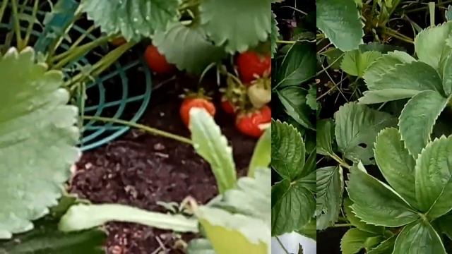 ПОЧЕМУ МЕЛЬЧАЕТ КЛУБНИКА? #клубника #крупная #выращивать смотреть онлайн