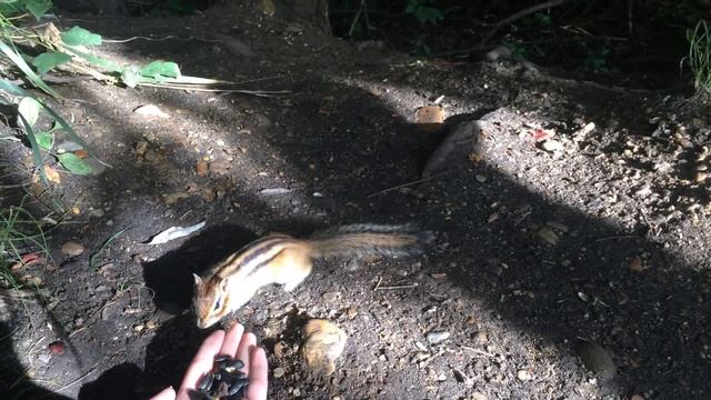 Как приручить бурундука