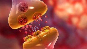 Синапс_мышцы_рус