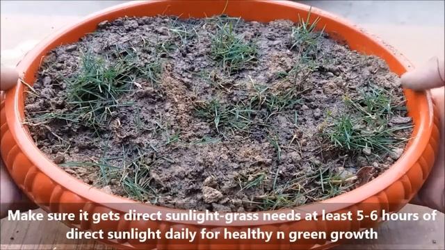 How To Grow Grass At Home For Free (With Full Updates) смотреть онлайн