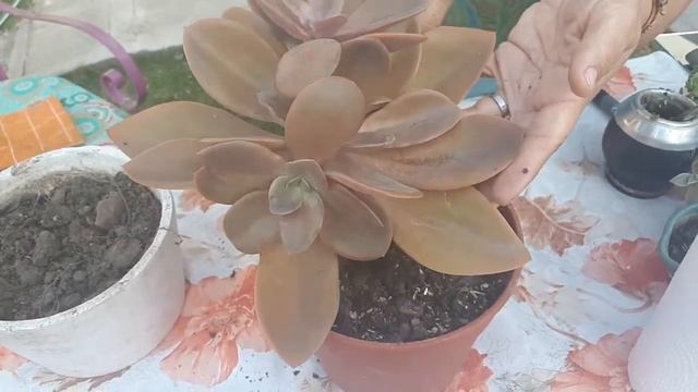 🌱Como MEJORAR LA TIERRA de una Planta 🌱 смотреть онлайн