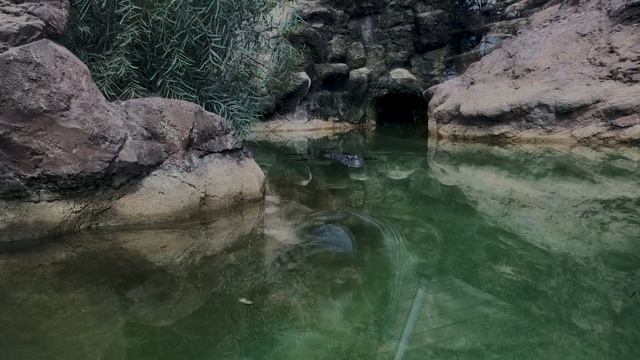 Фуэртевентура. Оазис Парк смотреть онлайн