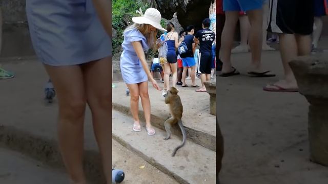 Дикие обезьяны на Пхукете! Таиланд! Стая обезьян! Кормим обезьян! смотреть онлайн