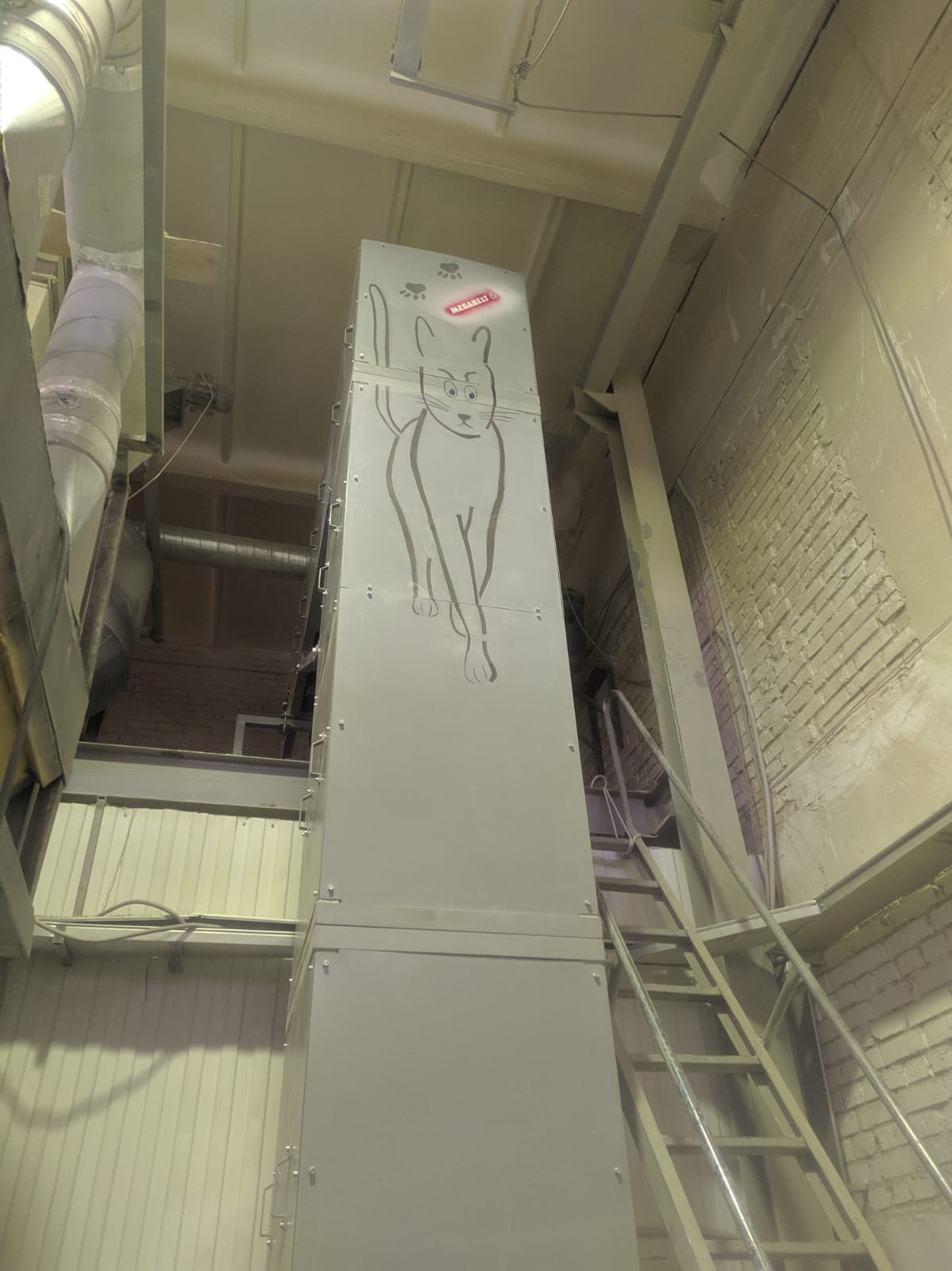 СИбирская Кошка_1.avi