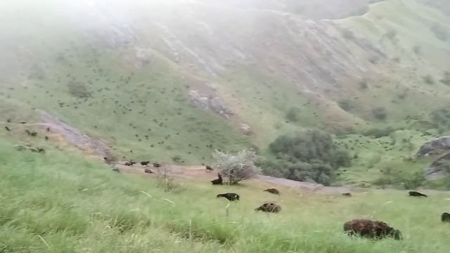 Кангурт дашти майдон смотреть онлайн