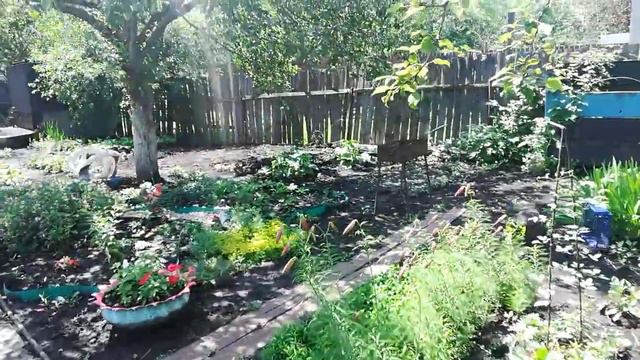 Лилии, роза, климатис их цветение смотреть онлайн