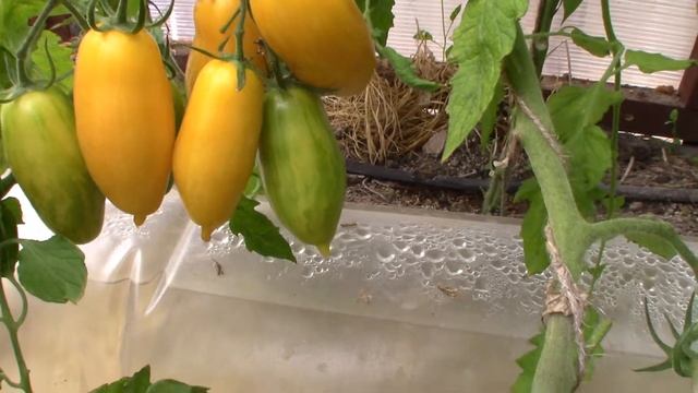 Томат Банановые ноги (Королевский сад Ильи Королева) смотреть онлайн