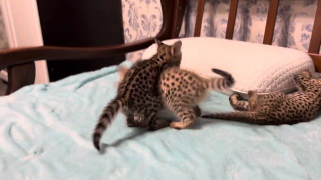 Котята саванна ф1 играют 😘😘😘 смотреть онлайн