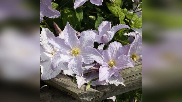 Клематис Блю Энджел