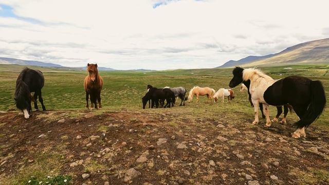 ISLANDIA - Glymur, Kirkjufell jak wygląda podróżowanie po fiordach zachodnich смотреть онлайн