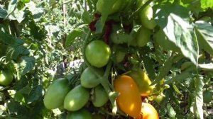 ТОМАТ 'ЗОЛОТОЕ РУНО". №299. ВИДЕО - КАТАЛОГ. Ольга Чернова.