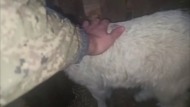 ОВЦА РОДИЛА ЯГНЁНКА 6 ЯНВАРЯ 2022 смотреть онлайн