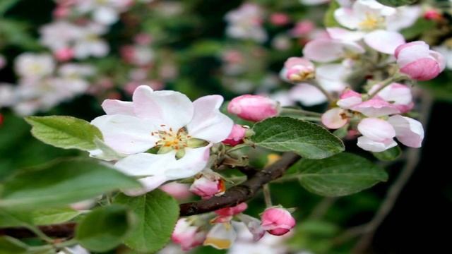 Флора и фауна Ленинградской области. смотреть онлайн