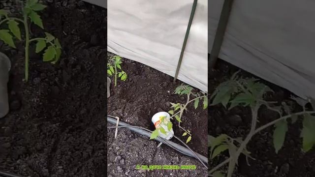 Дожди не прекращаются. Томаты в теплице. смотреть онлайн