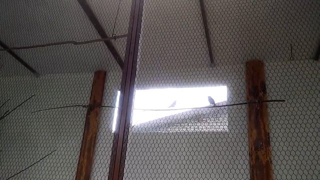 Канареечный вьюрок токует перед зеленушкой смотреть онлайн