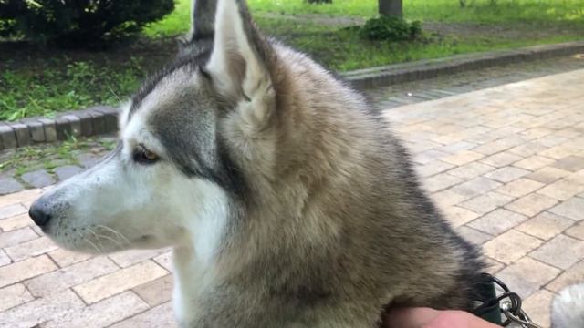 #хаски  Привет от Луны и Баськи/ Прогулка на стеклянный мост