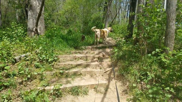 Алабаи юго-востока США смотреть онлайн