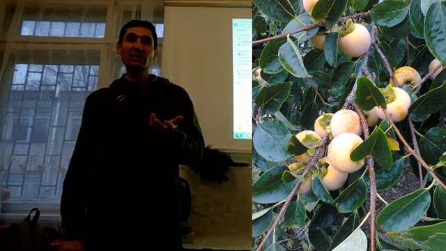 Хурма - выращивание, сорта, укрытие, особенности. Экзоты Н.Николаева смотреть онлайн