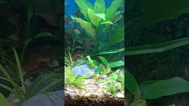 ловила сегодня мальков из общего аквариума #рыбки #аквариум #гуппи #аквариумы #аквариумные_рыбки смотреть онлайн