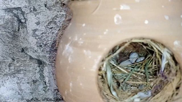 Java finch successful breeding method tips | Java Best Breeding Tips | Java | Business Idea смотреть онлайн