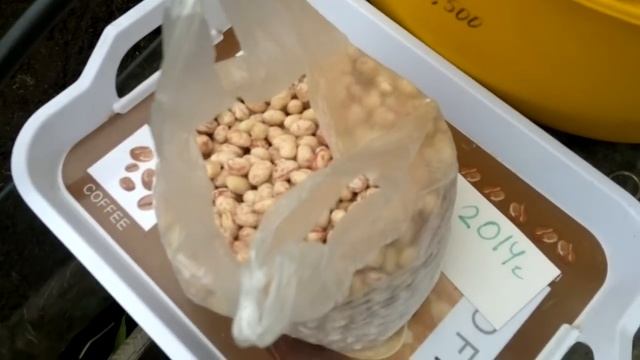 Фасоль.Советы огородникам. смотреть онлайн