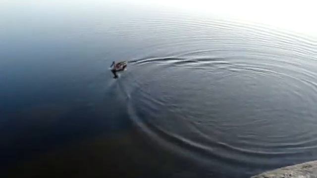 Утка кончозеро смотреть онлайн