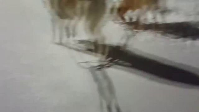 Майк и Мира тащат😱🥰 смотреть онлайн