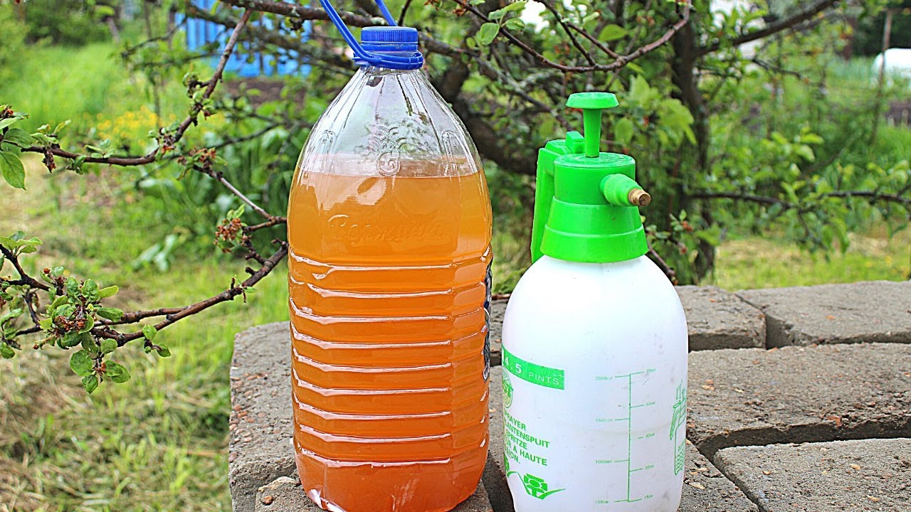 ТЛЯ БОИТСЯ ЭТОГО КАК ОГНЯ. Народное средство своими руками. смотреть онлайн